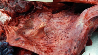 El pulpo se encontraba en el esófago del delfín. John Simons / Marine Mammal Science
